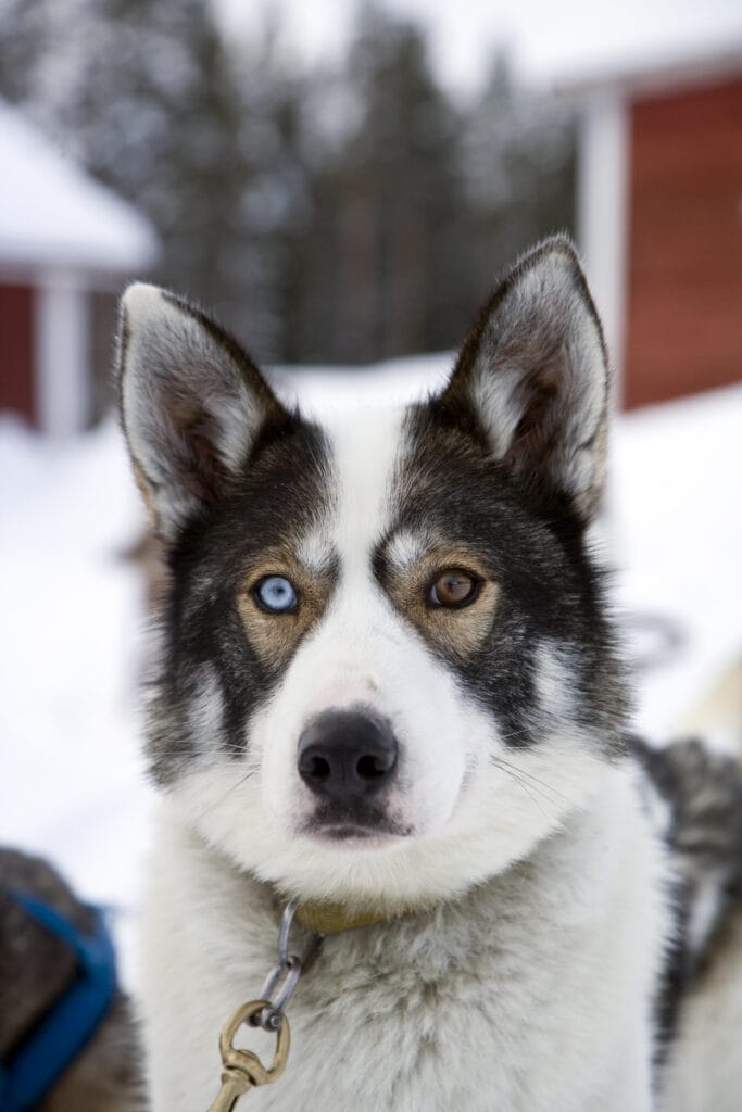 Husky dogs safari - Invisible Forest Lodge In Rovaniemi, Finland